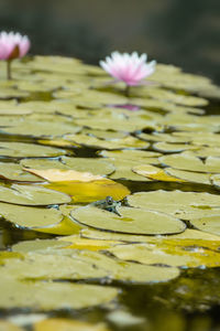 Close-up of water lily in lake