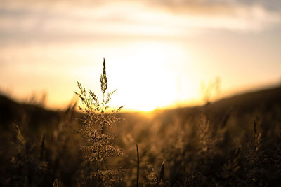 Close-up of wheat growing on field at sunset