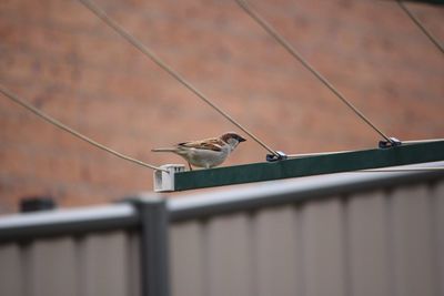 Sparrow bird perching on a clothesline 