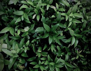 High angle view of plants growing on field