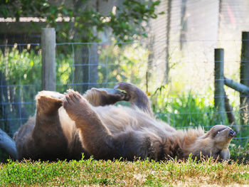 Close-up of a bear lying on grass