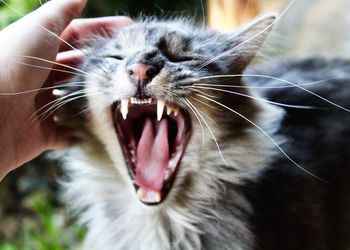 Close-up of cat yawning