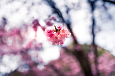 Close-up of pink cherry blossoms in spring