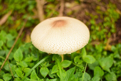 Close-up of mushroom growing on field