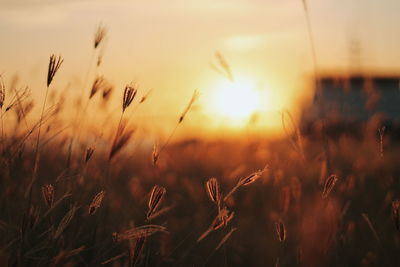 Close-up of wheat at sunset