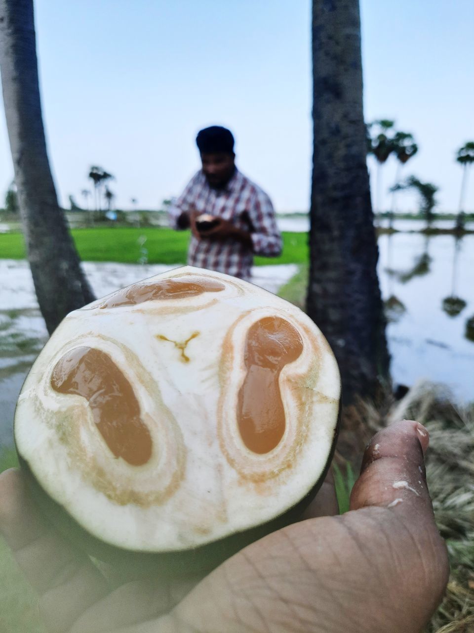 one person, food and drink, tree, holding, men, food, adult, nature, plant, day, hand, leisure activity, lifestyles, tree trunk, outdoors, focus on foreground, trunk, freshness