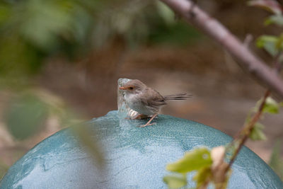 Close-up of bird perching outdoors