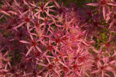 Close-up of red flowering plants