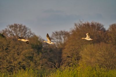 Birds flying over the field