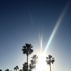 Low angle view of palm trees against sky