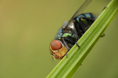 Close-up of fly on leaf