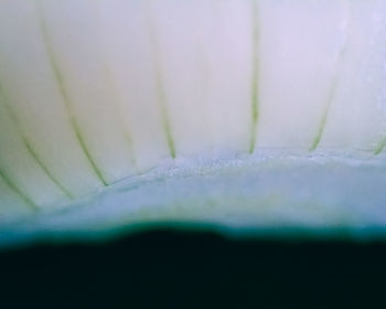 close-up