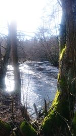 Bare trees in forest