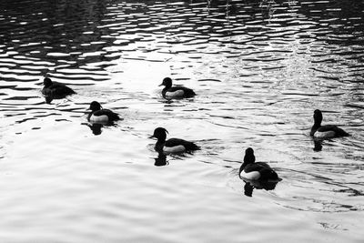 High angle view of swans swimming on lake