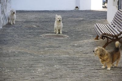 Dog sitting on floor by sea