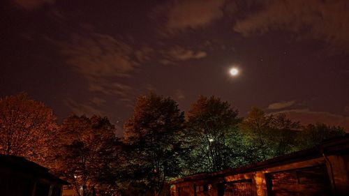 Low angle view of trees against sky at night