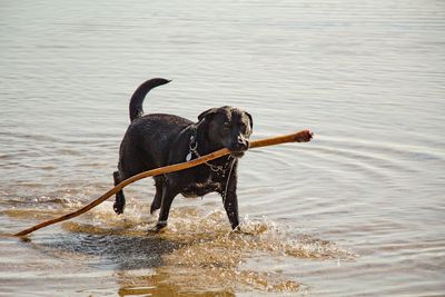 View of a dog in water