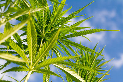 Close-up of plant against sky