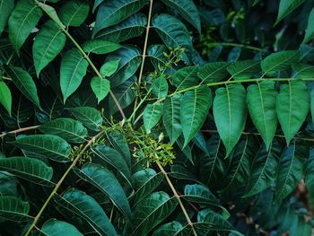 Full frame shot of fresh green leaves