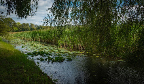 Plants growing in river