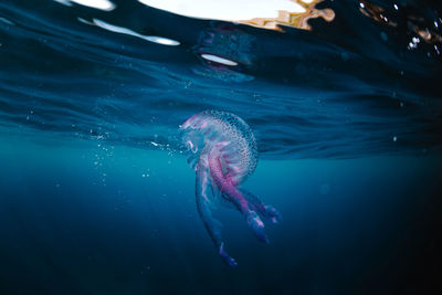 Fish swimming in sea