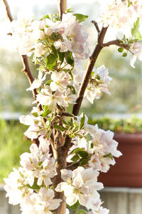 Close-up of white cherry blossoms