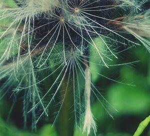Close-up of dandelion