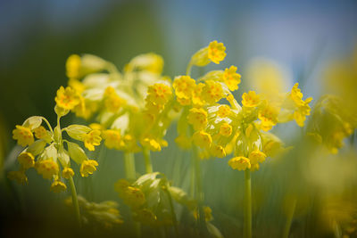 Close-up of yellow flowers blooming outdoors