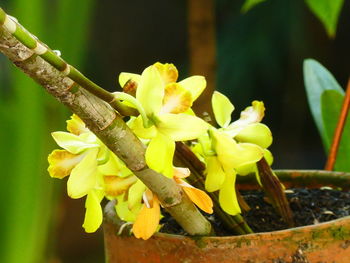 Close-up of yellow plant