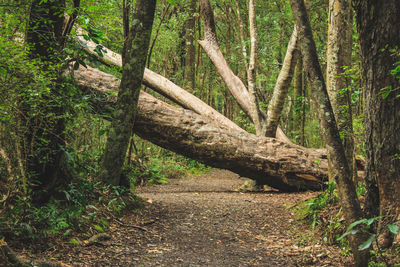 Trees growing in forest