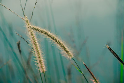 Close-up of stalks against blurred background