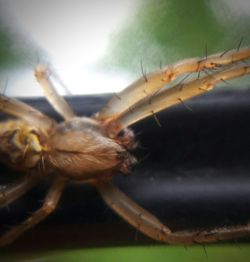 Close-up of insect on plant