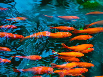 View of koi carps swimming in pond