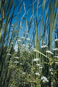 Close-up of bamboo plants growing on field