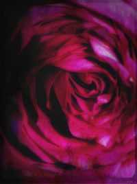 Close-up of pink flower