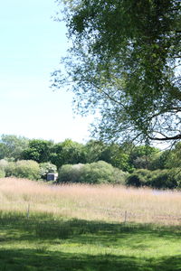 Trees on field against sky