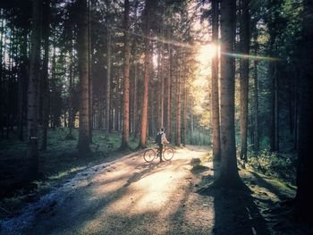 Man riding bicycle amidst trees in forest