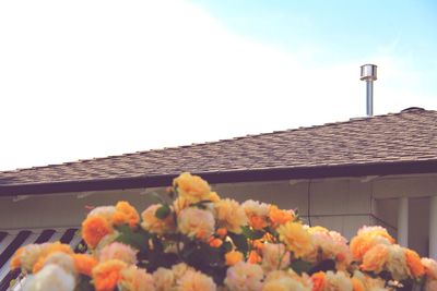 Flowers on roof of house against sky