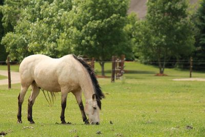 Horses grazing in a field
