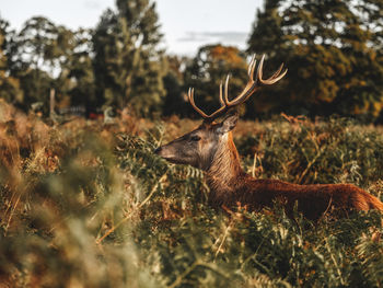 Deer gazing in a field