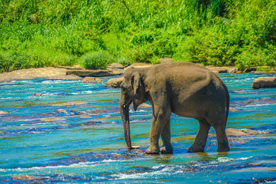 Elephants drinking water