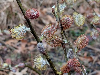 Close-up of red flowering plant
