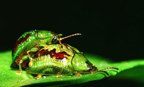 Close-up of insect on leaf against black background