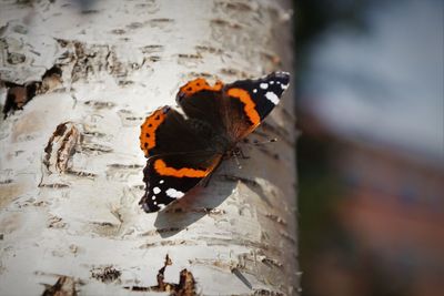 Close-up of butterfly on tree trunk