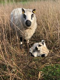 Portrait of a sheep on field