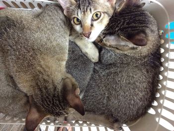 High angle view portrait of cats