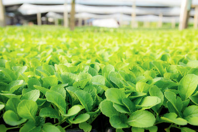 Close-up of green leaves on field