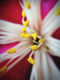 Close-up of yellow day lily blooming outdoors