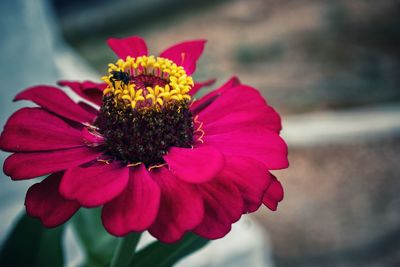 Close-up of pink flower