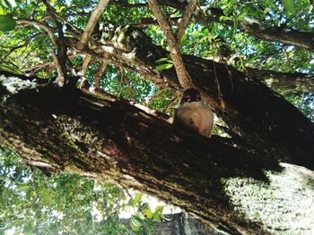 Low angle view of bird perching on tree